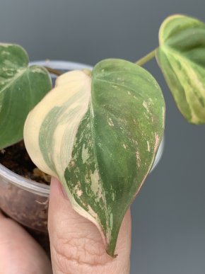 Philodendron micans Aurea variegata