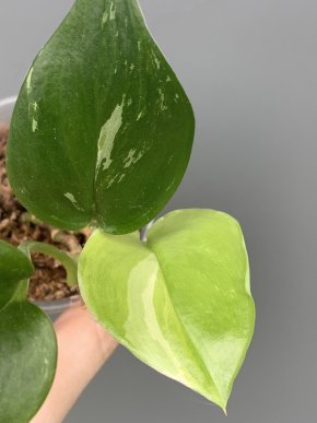 Scindapsus treubii Albo variegatus