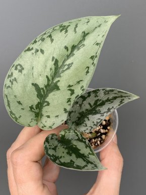 Scindapsus Silver Lady