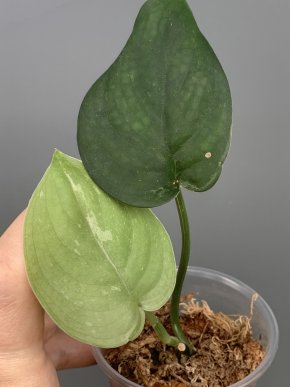 Scindapsus Borneo Black Silver variegatus