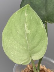 IMG_5003.jpeg
