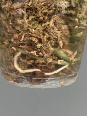 IMG_5005.jpeg