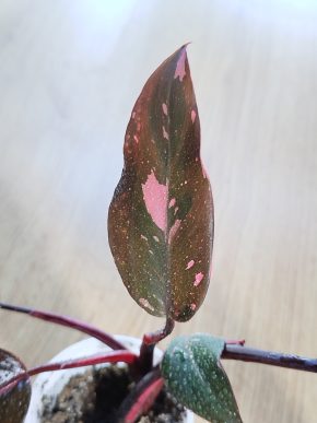 Philodendron Pink Princess