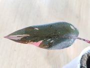 IMG_20250723_185652.jpg
