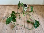 image6.jpeg
