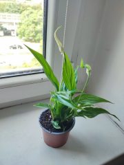 IMG_20250723_103645.jpg