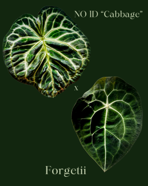 Anthurium No ID “Cabbage” x Forgetii - 2 sazenice