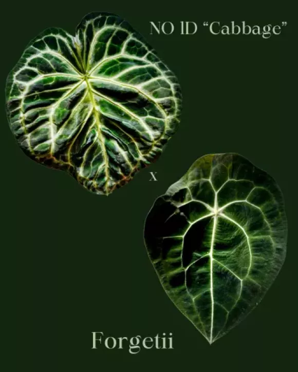 Tekst akapitu - 4.webp