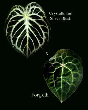 Anthurium Silver Blush x Forgetii - 2 sazenice