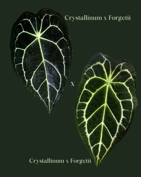 Anthurium (Crystallinum x Forgetii) x (Crystallinum x Forgetii) - 2 sazenice