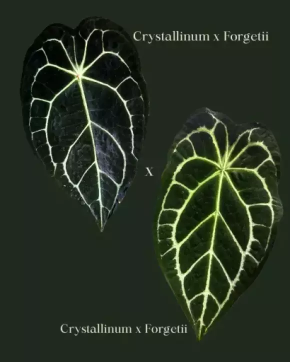 Tekst akapitu - 2.webp