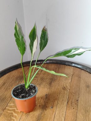 Spathiphyllum Diamond cupido / Lopatkovec albo #2