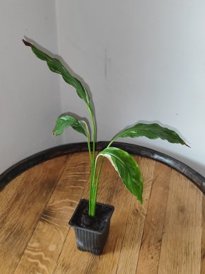 Spathiphyllum Diamond cupido / Lopatkovec albo #7