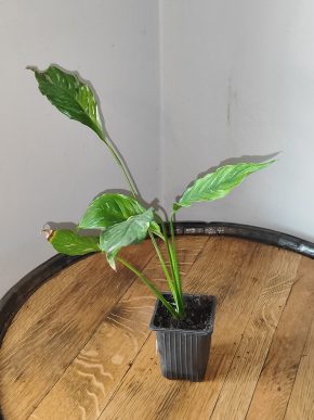 Spathiphyllum Diamond cupido / Lopatkovec albo #6