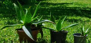 Aloe vera maculata