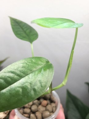 Epipremnum Cebu Blue variegata (revert ) - rostlina.