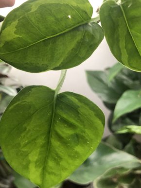 Epiremnum Emerald - stonkovy řizek .