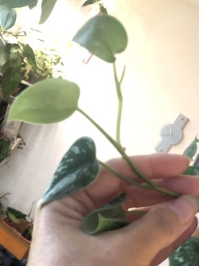 Scindapsus Silver Ann - vrcholový řizek .