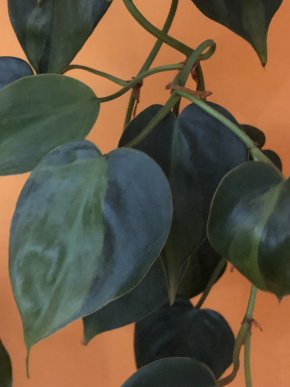 Philodendron scandens Brasil - stonkovy řizek .