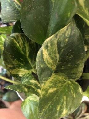 Epipremnum Hicolor - stonkovy řizek .