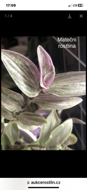 Tradescantia Albiflora míní Lilak Spot - čerstvý řizek .