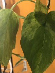 IMG_9877.jpeg
