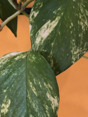 Epipremnum Aurem Golden - stonkovy řizek .