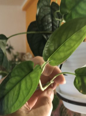 Monstera Siltepecana - vrcholový řizek .