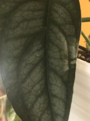 Monstera Siltepecana - stonkovy řizek .
