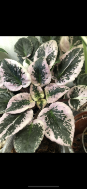 Fialka  variegata - list k zakořeněni .