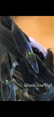 Tradescantia Jose Puig - čerstvý řizek ,