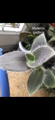 Tradescantia Pale Puma - čerstvý řizek ,