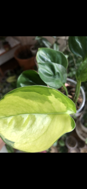 Epipremnum Harleguin - vrcholový řizek .
