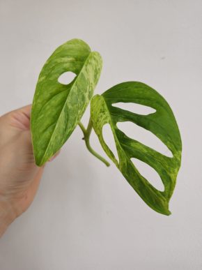 Monstera adansonii 'Indonesian Marble' řízek