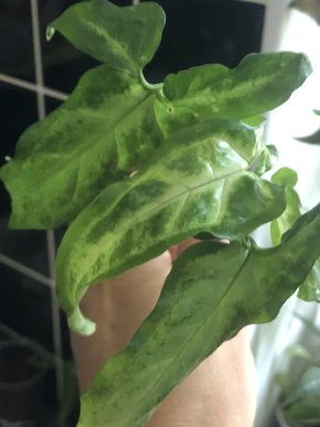 Syngonium Angustatum  - řizek z kořeni