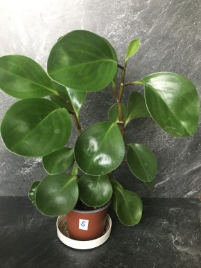 Peperomia Obtusifolia – okrasná a užitečná pokojová rostlina