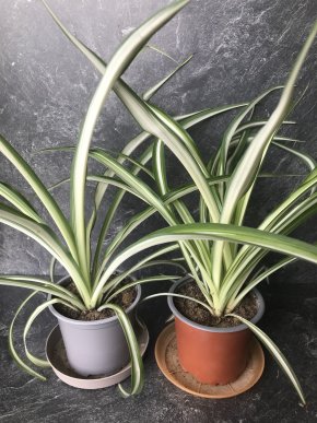 Zelenec (Chlorophytum) – nenáročná a užitečná pokojovka