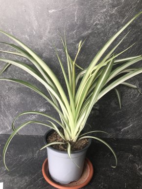 Zelenec (Chlorophytum) – nenáročná a užitečná pokojovka