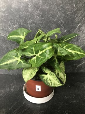 Syngonium – elegantní a přínosná pokojová rostlina
