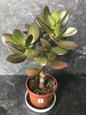 Crassula Ovata - Tlustice – symbol štěstí a prosperity