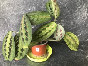 Maranta Tricolor – okouzlující "modlitební rostlina"