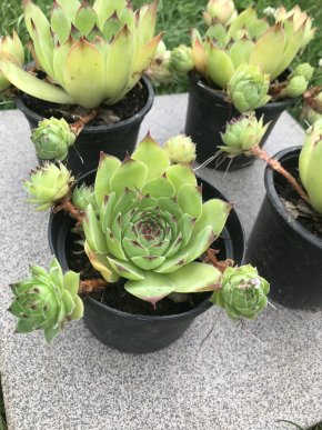 Netřesk výběžkatý - Nenáročná krása pro Vaši zahradu i balkón! 🌿
