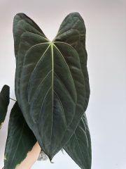 IMG_0171.jpeg