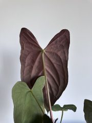 IMG_0173.jpeg