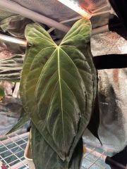 IMG_9265.jpeg