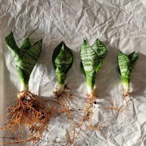 Sansevieria Green Hahnii