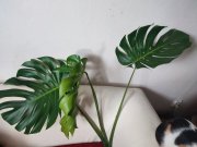 IMG_20250801_111812.jpg