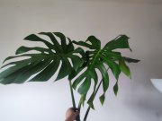 IMG_20250801_111832.jpg