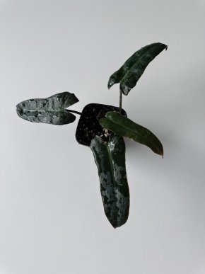 Philodendron Atabapoense Dark