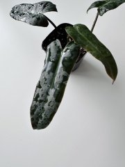 IMG_7340.jpeg